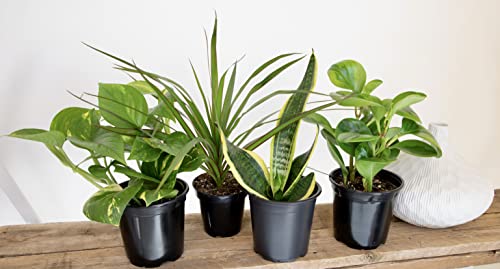 Essential Houseplant Collection (3PK) Live Plants Indoor Plants Live Houseplants in Plant Pots, Easy House Plants Indoors Live, Snake Plant, Pothos in Potting Soil, Clean Air Plants by Altman Plants