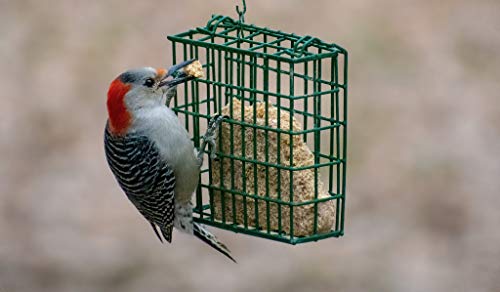 C&S Woodpecker Treat 11 Ounces, 12 Pack