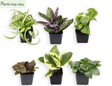 Easy to Grow Houseplants (6 Pack), Live House Plants in Plant Containers, Growers Choice Plant Set in Planters with Potting Soil Mix, Home Décor Planting Kit or Outdoor Garden Gifts by Plants for Pets