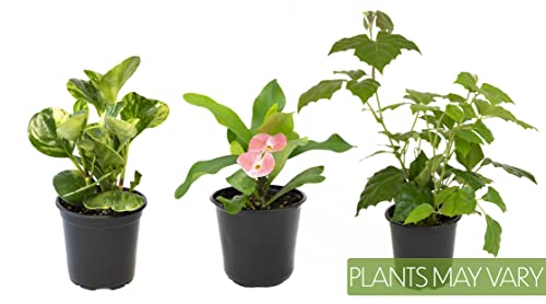 Essential Houseplant Collection (3PK) Live Plants Indoor Plants Live Houseplants in Plant Pots, Easy House Plants Indoors Live, Snake Plant, Pothos in Potting Soil, Clean Air Plants by Altman Plants