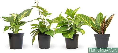 Essential Houseplant Collection (3PK) Live Plants Indoor Plants Live Houseplants in Plant Pots, Easy House Plants Indoors Live, Snake Plant, Pothos in Potting Soil, Clean Air Plants by Altman Plants