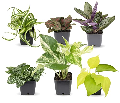 Easy to Grow Houseplants (6 Pack), Live House Plants in Plant Containers, Growers Choice Plant Set in Planters with Potting Soil Mix, Home Décor Planting Kit or Outdoor Garden Gifts by Plants for Pets