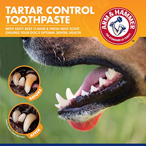 Arm & Hammer for Pets Clinical Care Dental Enzymatic Toothpaste for Dogs | Soothes Inflamed Gums | Safe for Puppies 1 Pack Fresh Breath Vanilla Ginger