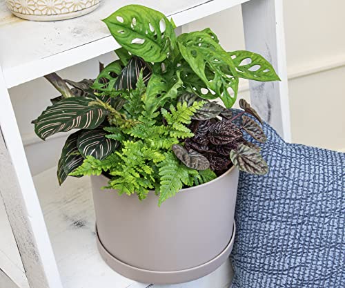 Essential Houseplant Collection (3PK) Live Plants Indoor Plants Live Houseplants in Plant Pots, Easy House Plants Indoors Live, Snake Plant, Pothos in Potting Soil, Clean Air Plants by Altman Plants