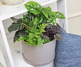 Essential Houseplant Collection (3PK) Live Plants Indoor Plants Live Houseplants in Plant Pots, Easy House Plants Indoors Live, Snake Plant, Pothos in Potting Soil, Clean Air Plants by Altman Plants