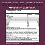 Amazing Grass Greens Blend Antioxidant: Super Greens Powder Smoothie Mix with Organic Spirulina, Beet Root Powder, Elderberry & Probiotics, Sweet Berry, 60 Servings (Packaging May Vary)