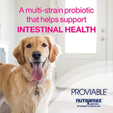 Nutramax Proviable Digestive Health Supplement Kit with Multi-Strain Probiotics and Prebiotics for Medium to Large Dogs - with 7 Strains of Bacteria, 30 mL Paste and 10 Capsules