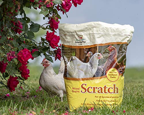 Manna Pro Ultimate Scratch Chicken Feed | Nutrient Rich Chicken Treat | 10 LB Chicken Scratch