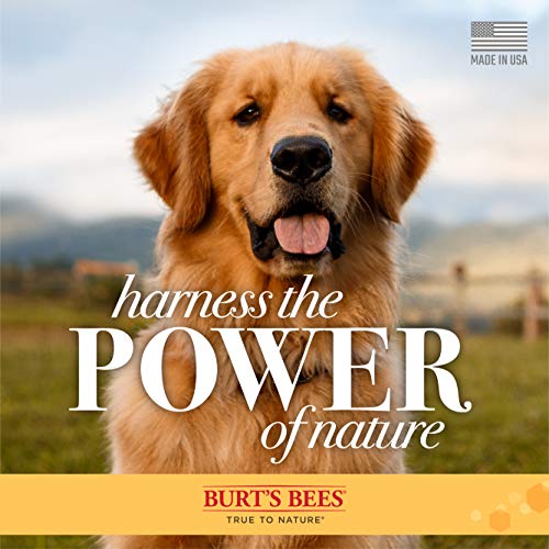 Burts Bees Natural Hypoallergenic Shampoo with Shea Butter and Honey for All Dogs and Puppies with Dry or Sensitive Skin | Made in the USA | 16 Ounces