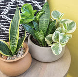 Essential Houseplant Collection (3PK) Live Plants Indoor Plants Live Houseplants in Plant Pots, Easy House Plants Indoors Live, Snake Plant, Pothos in Potting Soil, Clean Air Plants by Altman Plants